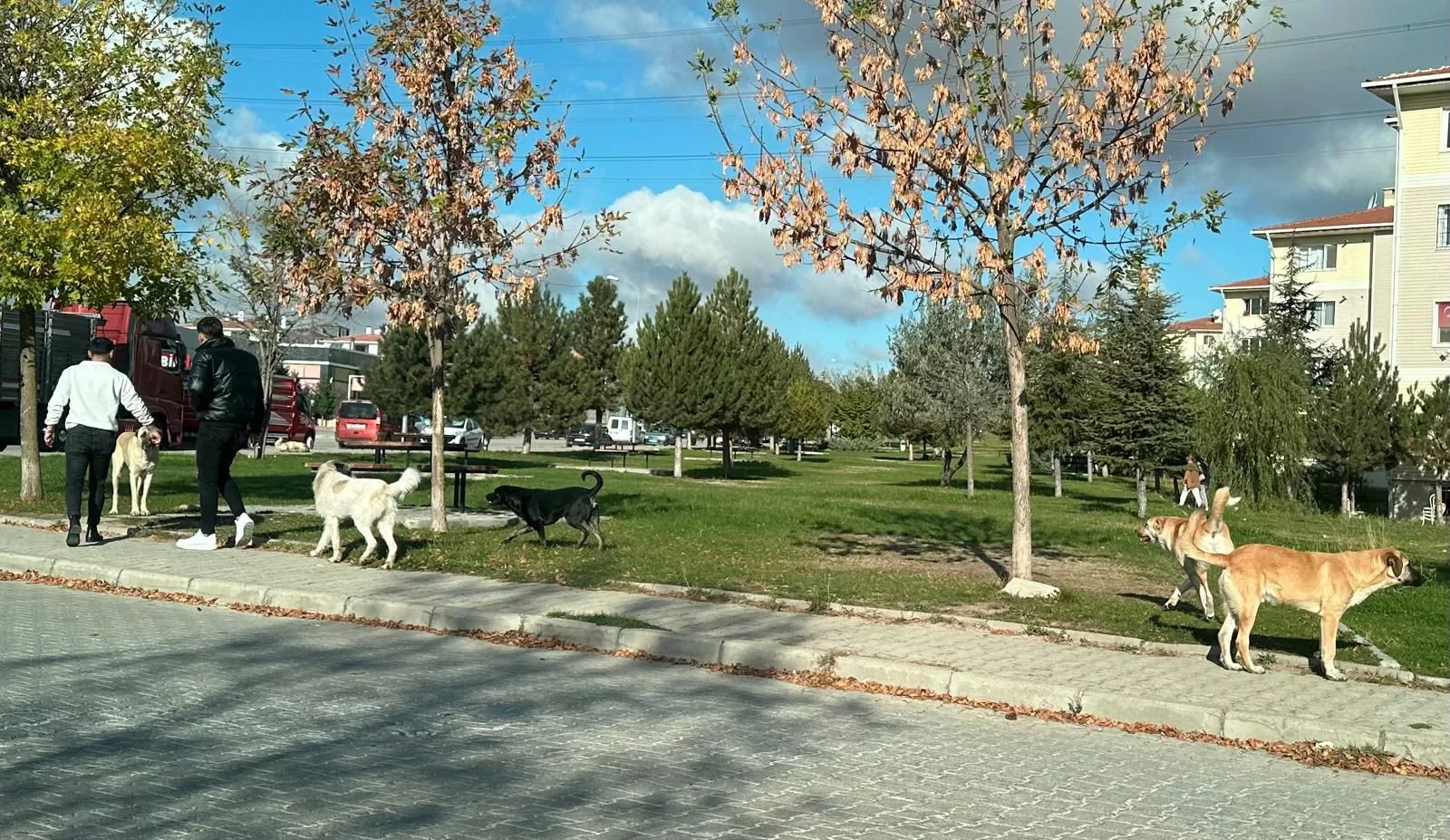 Eskişehir’de okullar bölgesinde başıboş sokak köpekleri sorunu