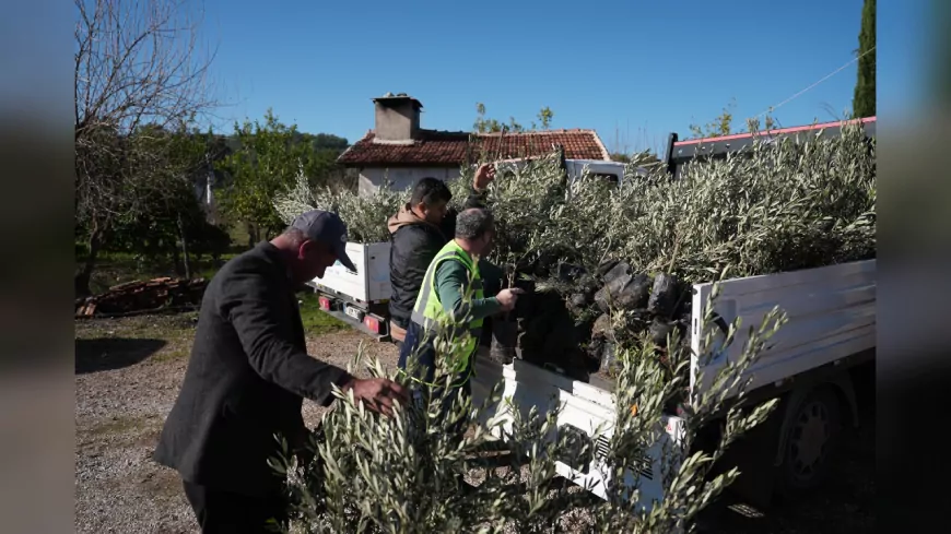 Büyükşehir’den yangında zarar gören üreticilere fidan desteği