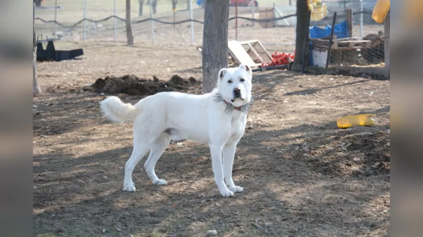 ÇOBAN VE BEKÇİ KÖPEKLERİ İÇİN ÇALIŞMALAR DEVAM EDİYOR