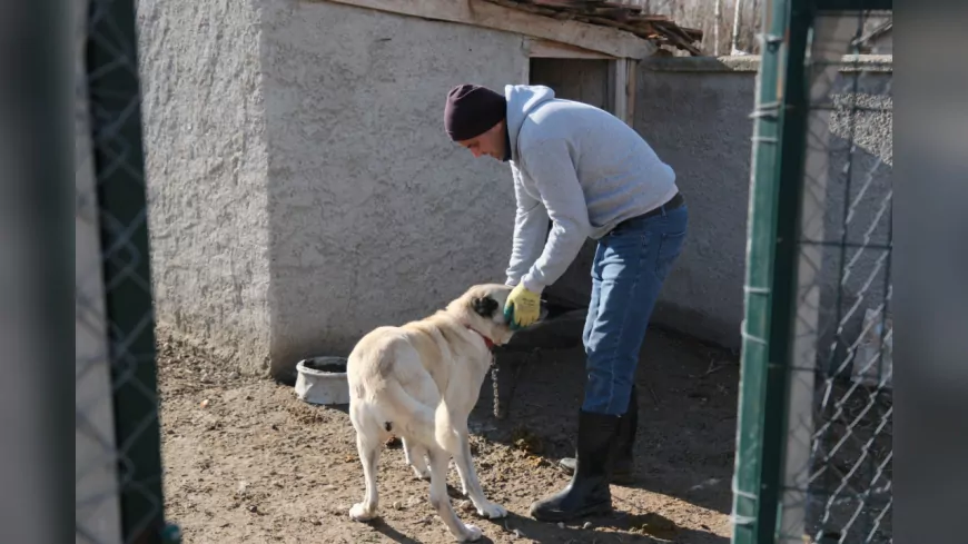 ÇOBAN VE BEKÇİ KÖPEKLERİ İÇİN ÇALIŞMALAR DEVAM EDİYOR