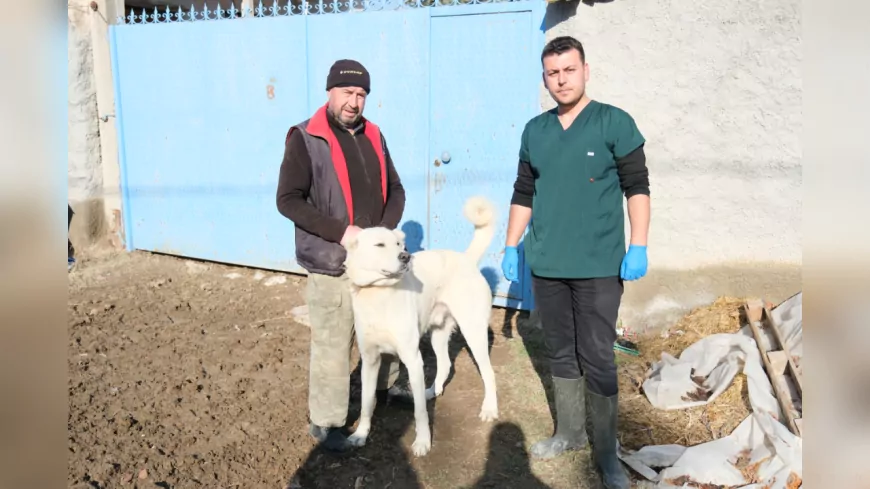 ÇOBAN VE BEKÇİ KÖPEKLERİ İÇİN ÇALIŞMALAR DEVAM EDİYOR