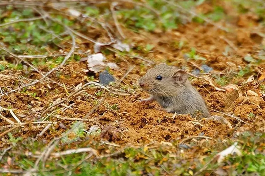 Fare zehiri buharlaştı, 3 kardeş yaşamını yitirdi! Konut içi kullanım yasak mı?