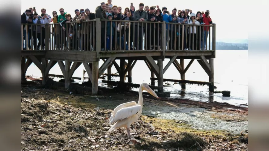 İzmit Körfezi Sulak Alanı'nda 2. Flamingo Gözlem Şenliği Düzenlendi