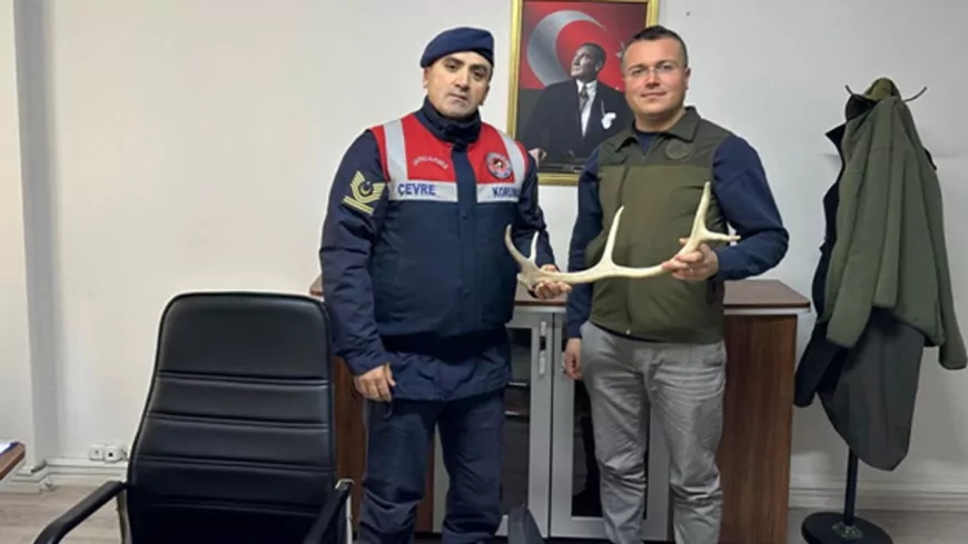 Eskişehir'de Geyik Boynuzu Satışına Jandarma Müdahale Etti