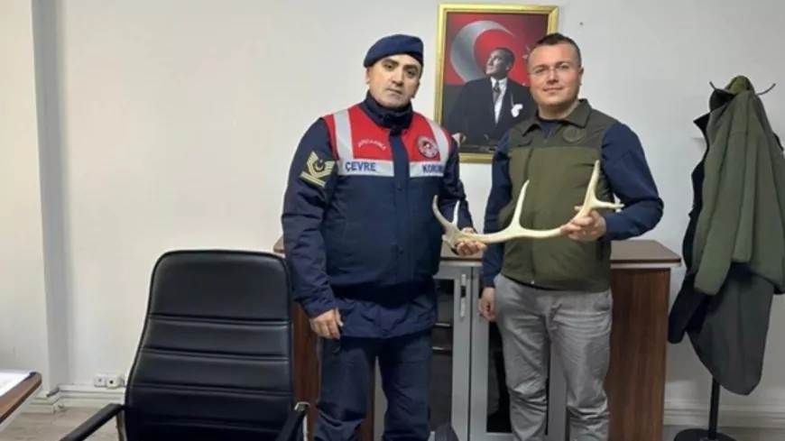 Eskişehir’de Geyik Boynuzu Satışına Jandarma Engeli