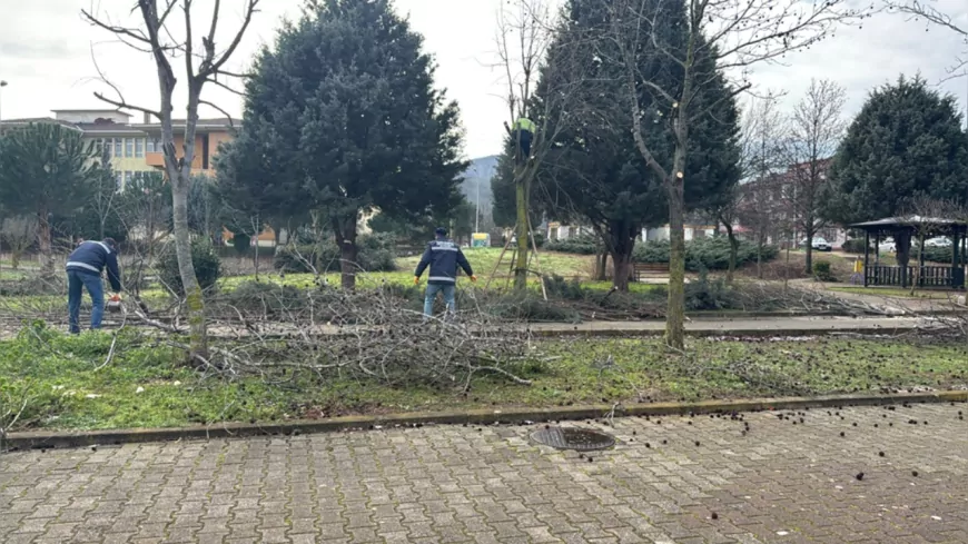 Paşakent Mahallesi'nde Ağaç Budama Çalışmaları Gerçekleştirildi