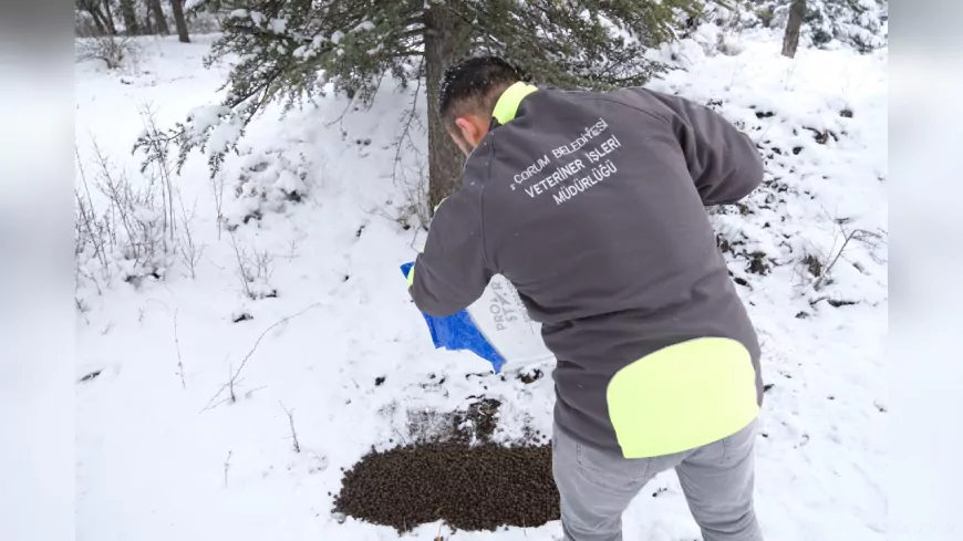 Çorum Belediyesi’nden Soğuk Kış Günlerinde Canlılara Destek