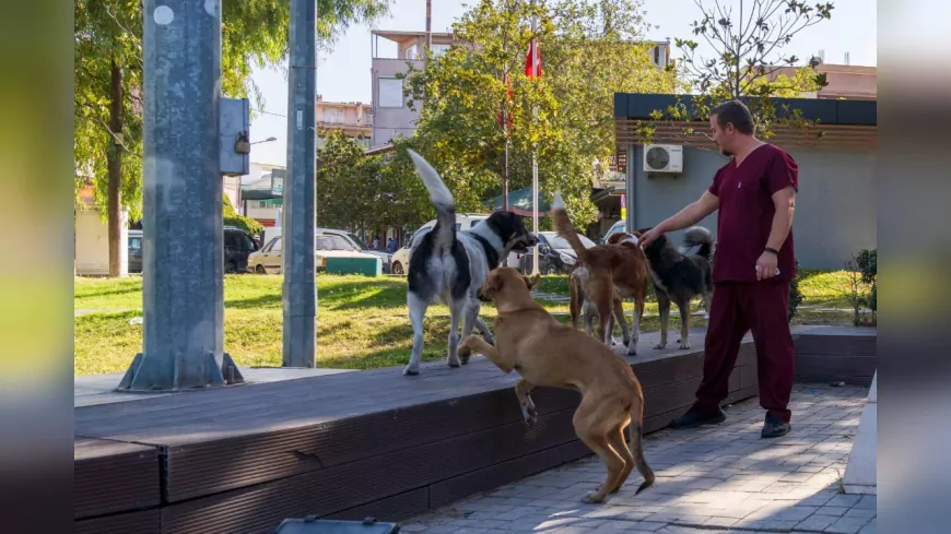 İzmir’de 11 İlçede Sahipsiz Hayvan Sayımı Tamamlandı